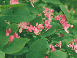 Tatarian honeysuckle(Lonicera tatarica)