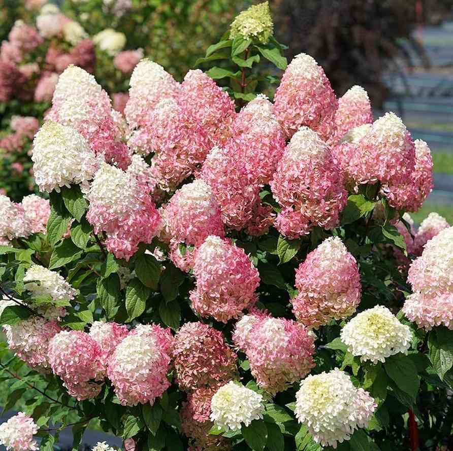Panicle hydrangea