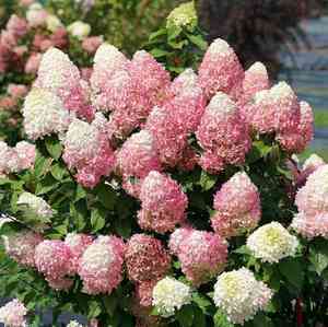 Panicle hydrangea(Hydrangea paniculata)