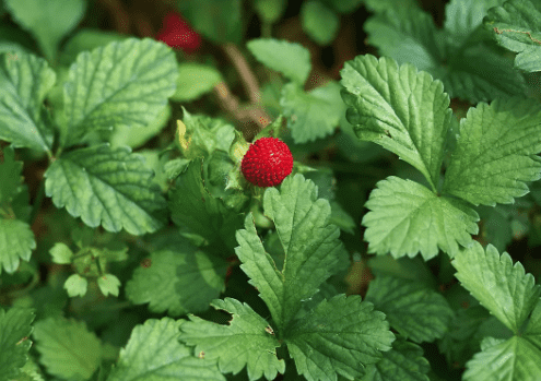 Mock strawberry