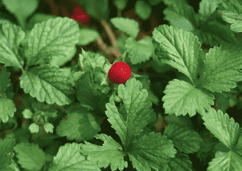 Mock strawberry