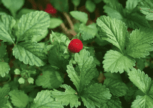Mock strawberry(Potentilla indica)