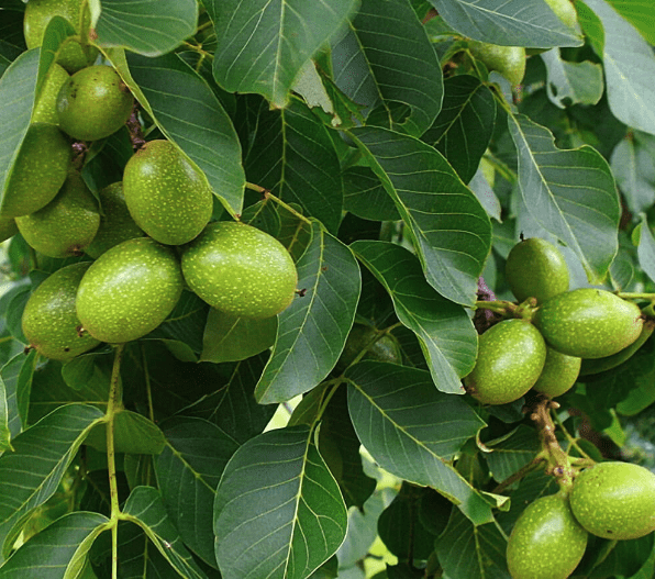English walnut