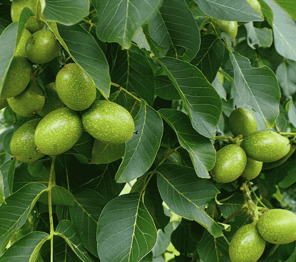 English walnut