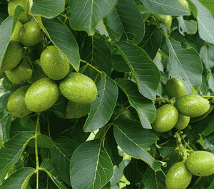 English walnut(Juglans regia)