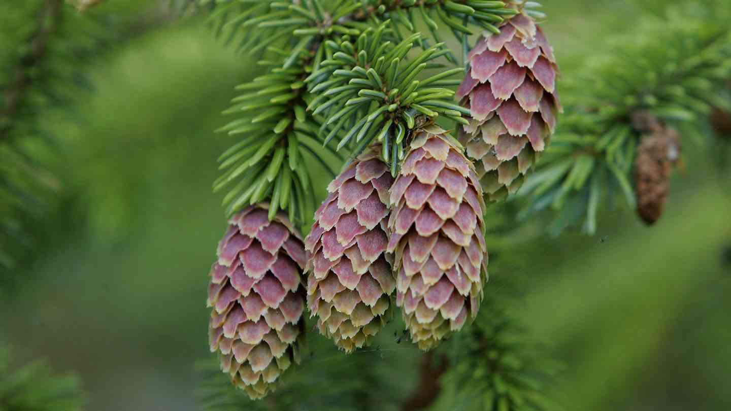 Sitka spruce(Picea sitchensis)