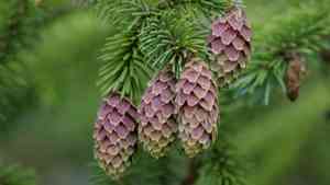 Sitka spruce(Picea sitchensis)