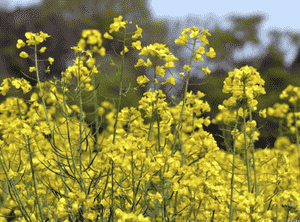 Rutabaga(Brassica napus)