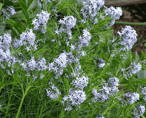 Threadleaf bluestar(Amsonia hubrichtii)