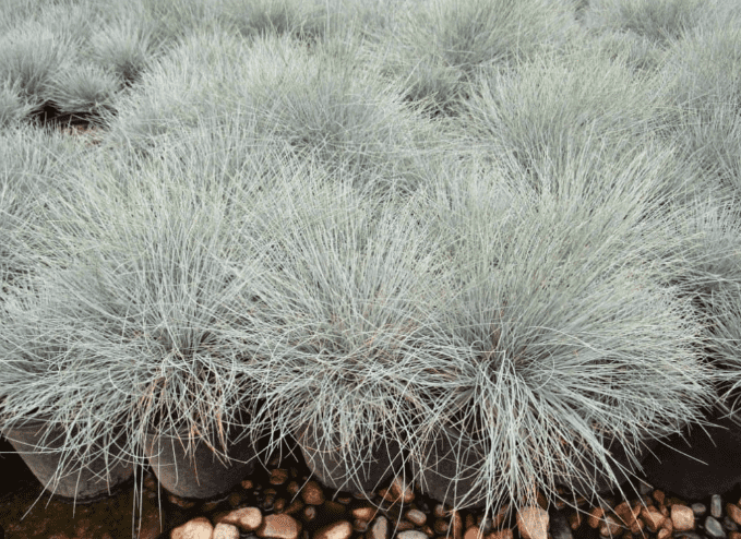 Blue fescue