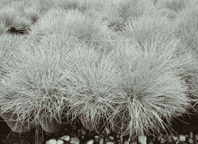 Blue fescue