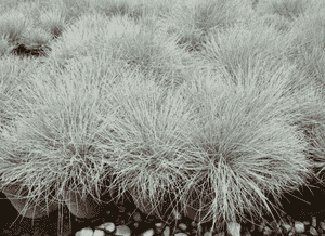 Blue fescue(Festuca glauca)