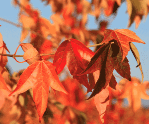 Trident maple(Acer buergerianum)