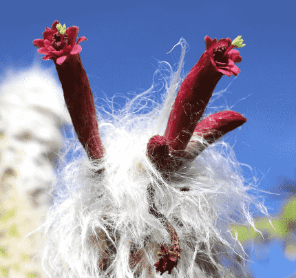 Old man cactus(Cephalocereus senilis)