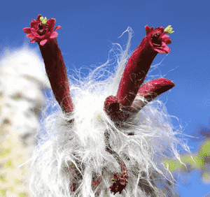 Old man cactus(Cephalocereus senilis)