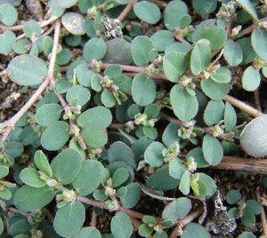 Prostrate sandmat(Euphorbia prostrata)