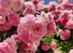 Cabbage rose(Rosa centifolia)