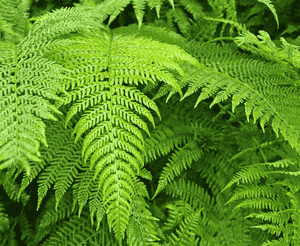 Western brackenfern(Pteridium aquilinum)