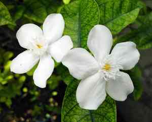 Arabian jasmine(Jasminum sambac)