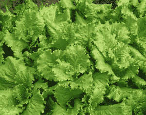 Garden lettuce(Lactuca sativa)