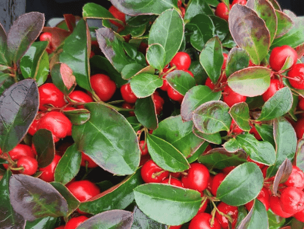 Wintergreen(Gaultheria procumbens)