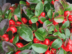 Wintergreen(Gaultheria procumbens)