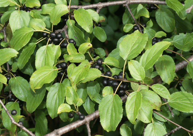 Common buckthorn