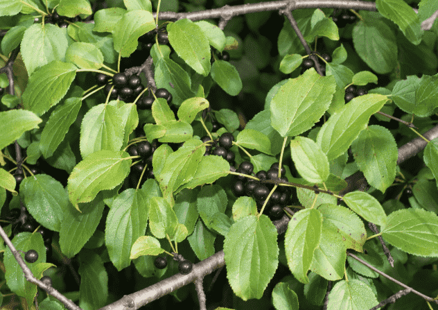Common buckthorn