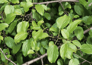 Common buckthorn(Rhamnus cathartica)