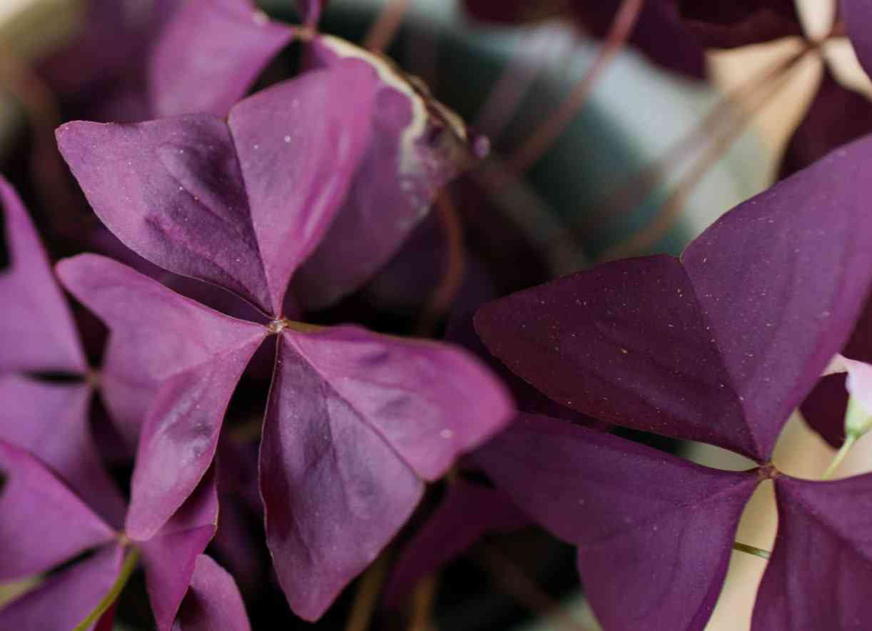 False shamrock(Oxalis triangularis)