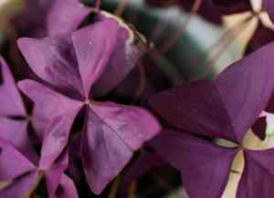 False shamrock(Oxalis triangularis)
