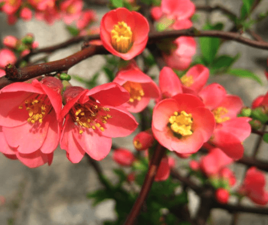 Flowering quince