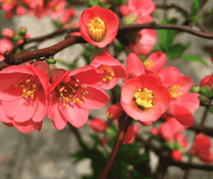 Flowering quince(Chaenomeles speciosa)