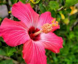 Hibiscus fragilis(Hibiscus fragilis)
