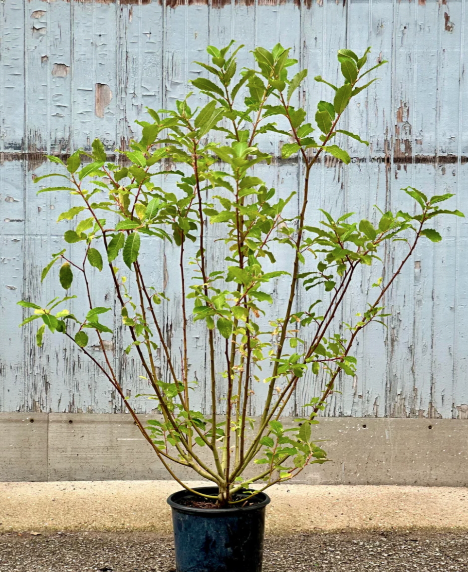 Pussy willow