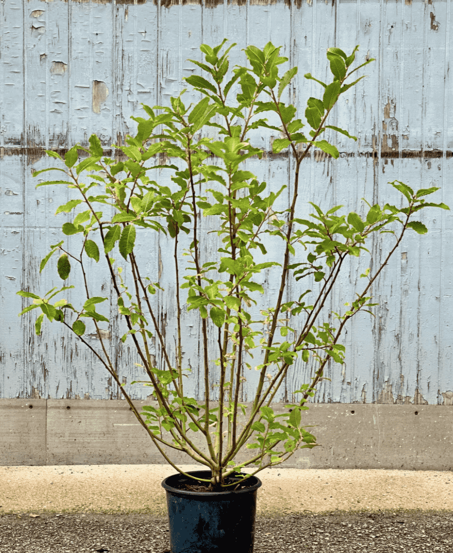 Pussy willow