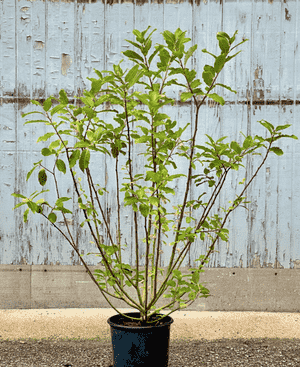 Pussy willow(Salix discolor)