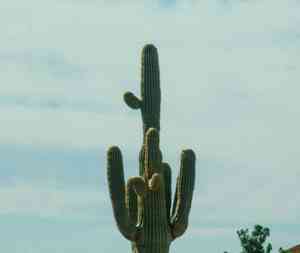 Blue columnar cactus(Pilosocereus pachycladus)
