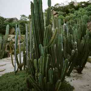 Blue columnar cactus(Pilosocereus pachycladus)