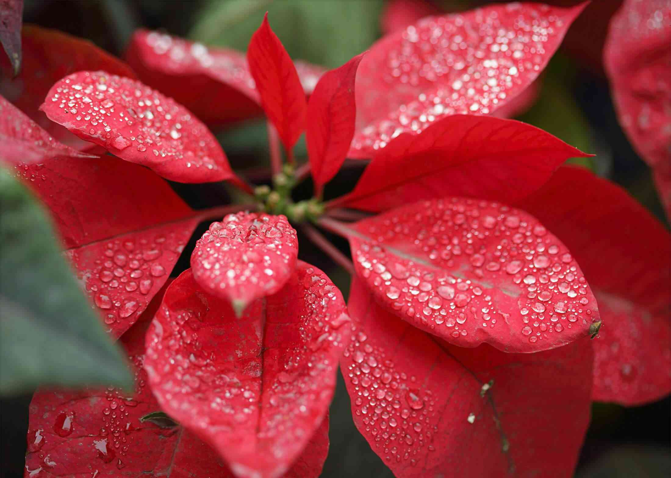 Euphorbia pulcherrima(Euphorbia pulcherrima)
