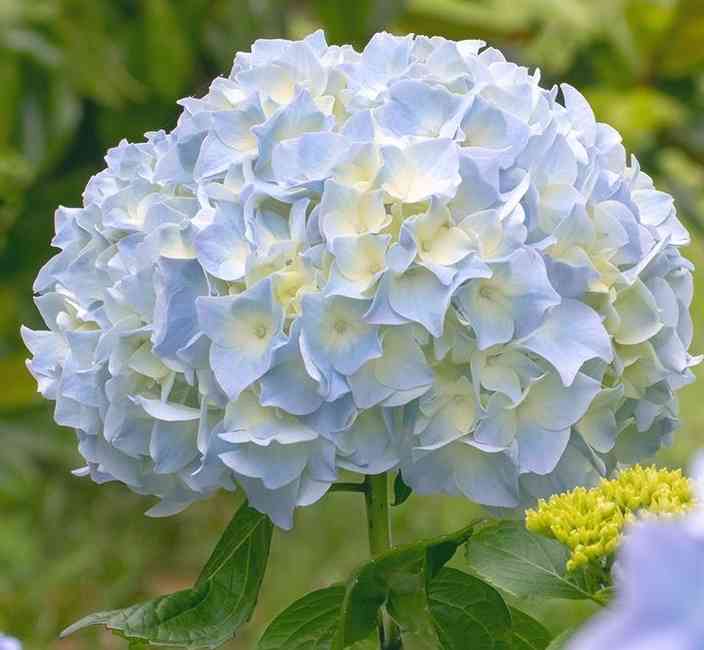 Bigleaf hydrangea