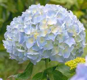Bigleaf hydrangea(Hydrangea macrophylla)