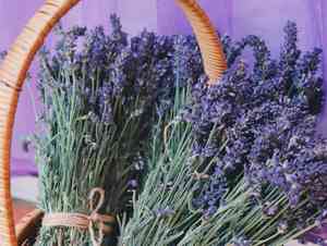 Topped lavender(Lavandula stoechas)
