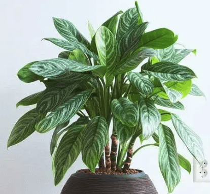 Chinese evergreen