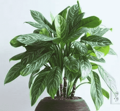 Chinese evergreen