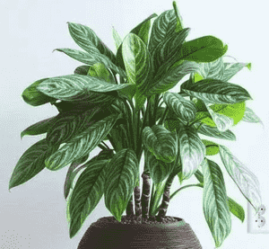 Chinese evergreen(Aglaonema modestum)