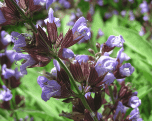 Common sage(Salvia officinalis)
