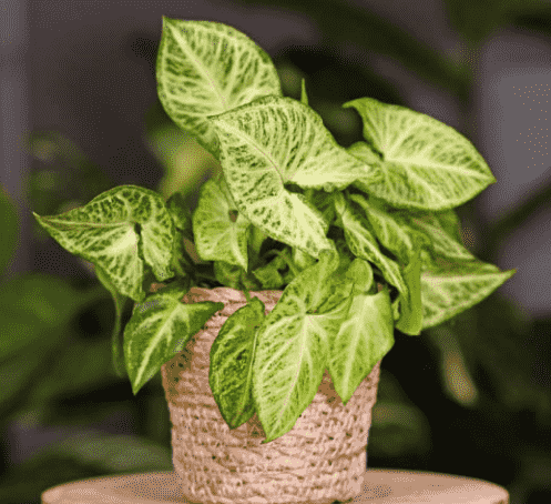 Arrowhead plant(Syngonium podophyllum)