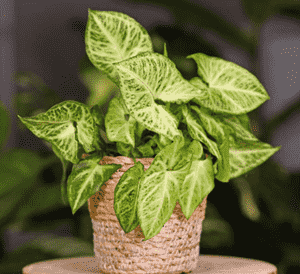 Arrowhead plant(Syngonium podophyllum)