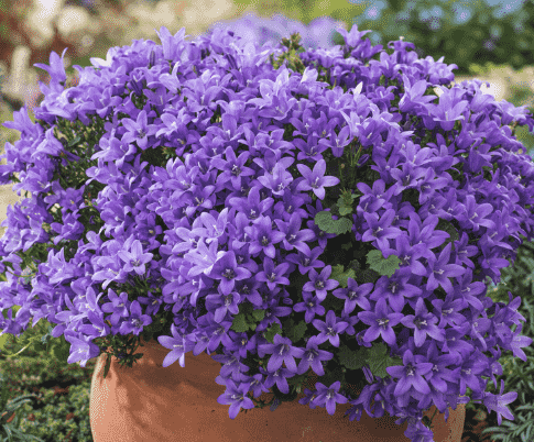 Wall bellflower